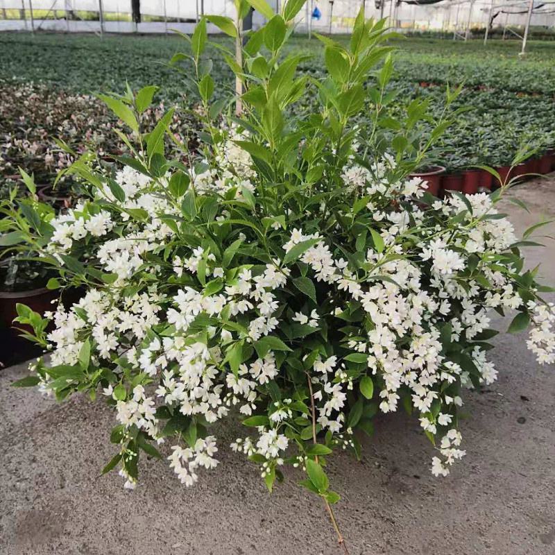 溲疏花雪绒花雪樱花盆栽花卉地栽花灌木阳台室内盆栽庭院