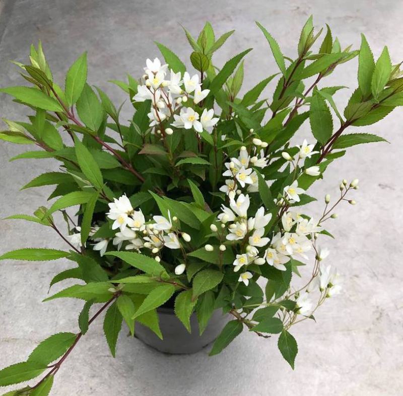 溲疏花雪绒花雪樱花盆栽花卉地栽花灌木阳台室内盆栽庭院