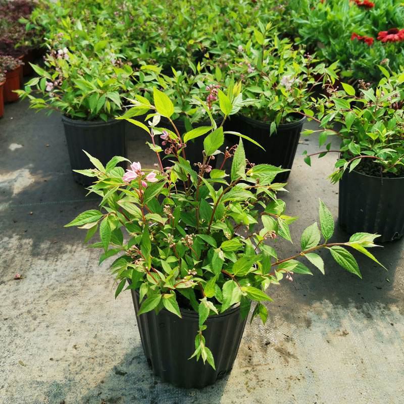 溲疏花雪绒花雪樱花盆栽花卉地栽花灌木阳台室内盆栽庭院