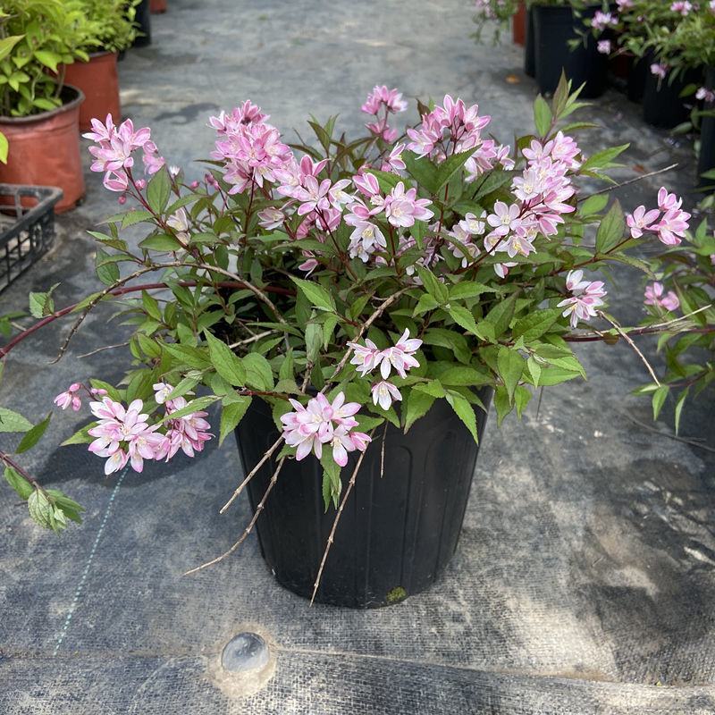 溲疏花雪绒花雪樱花盆栽花卉地栽花灌木阳台室内盆栽庭院