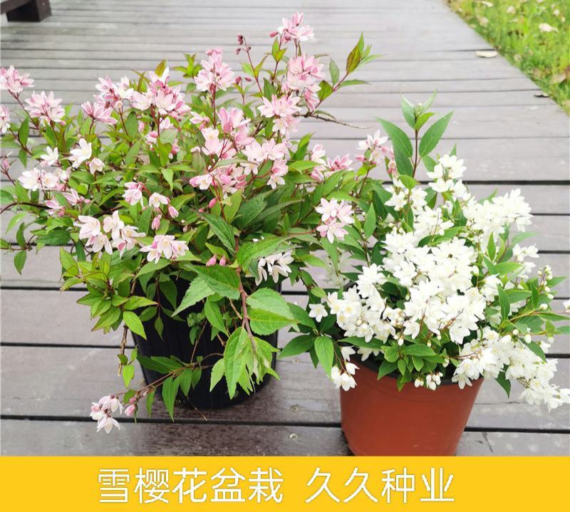 溲疏花雪绒花雪樱花盆栽花卉地栽花灌木阳台室内盆栽庭院