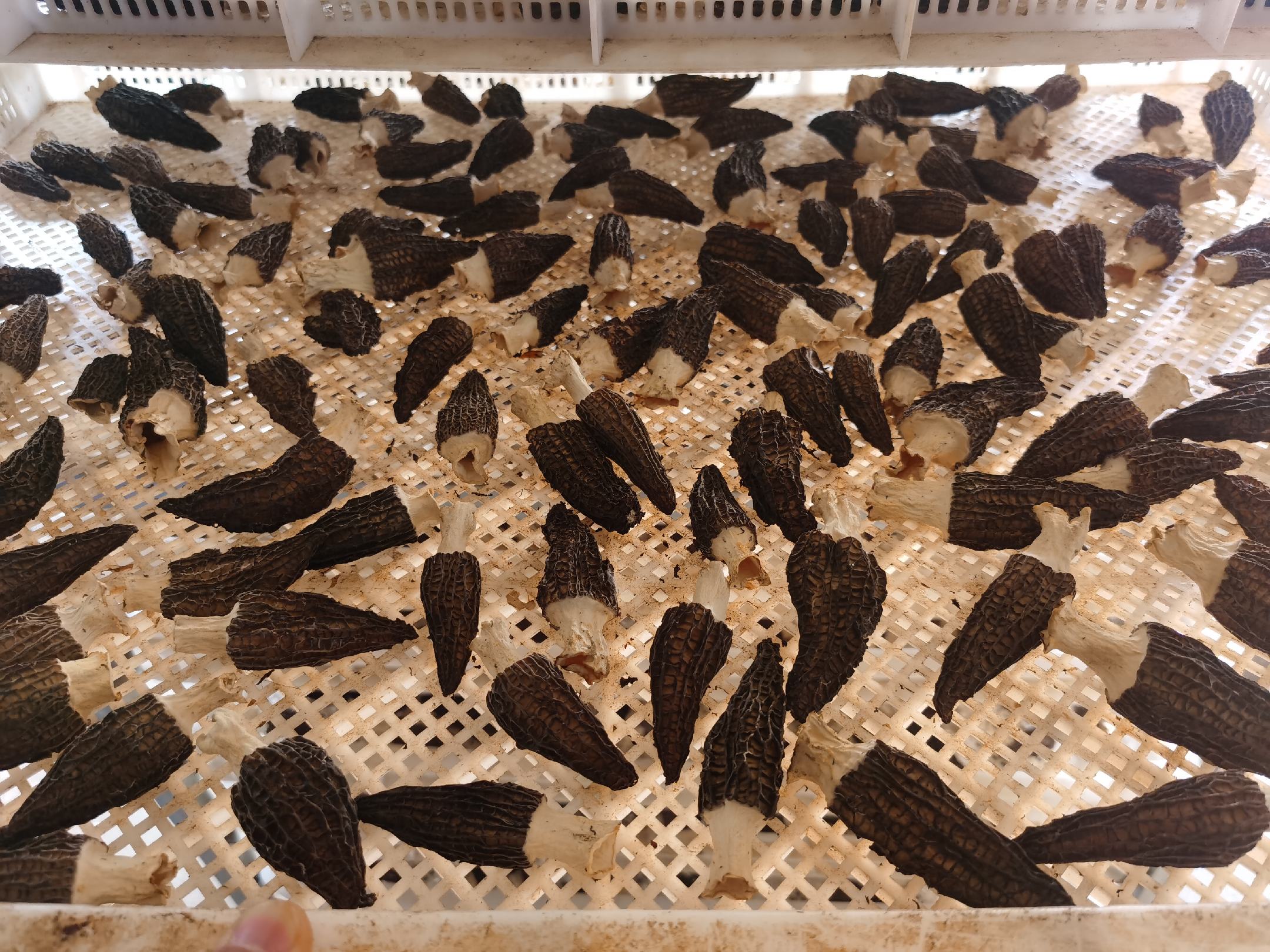 羊肚菌选购指南图示