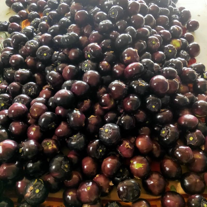精品圆茄