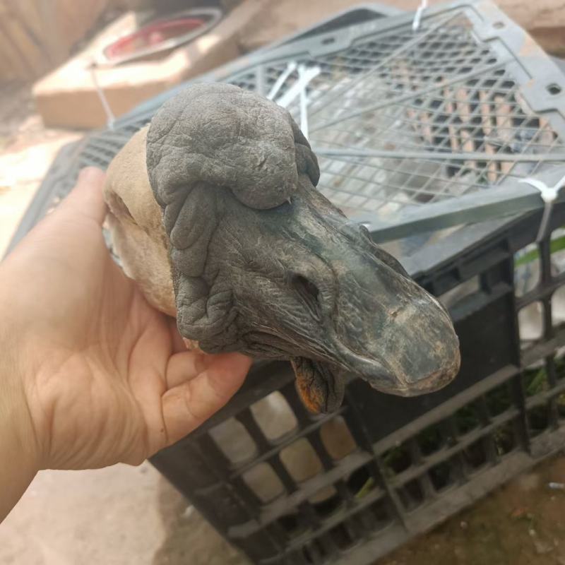 狮头鹅特大种狮头鹅苗青年鹅半大鹅脱温鹅苗