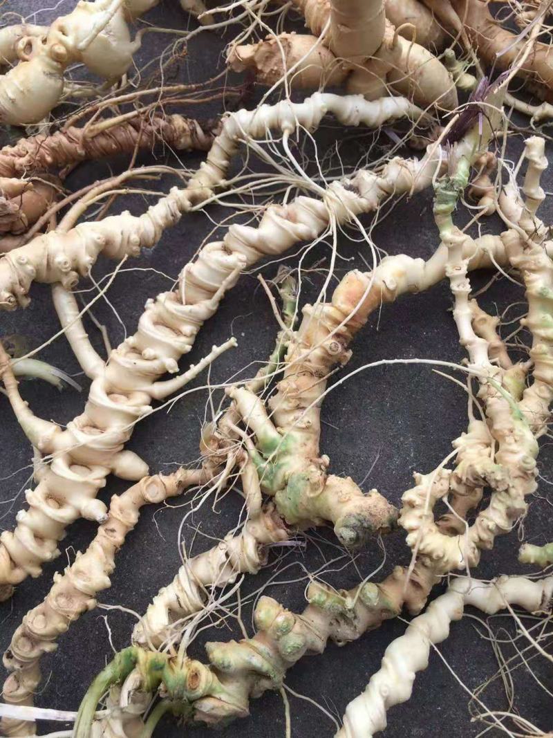 基地热销中中药材竹节参(白三七丿四川品种种苗支持实地考察