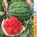 神奥666西瓜种子品种大红瓤露天大棚均可种植品种
