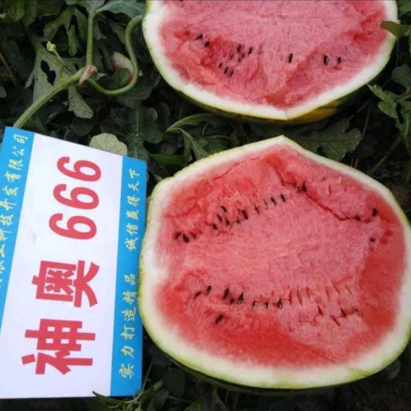 神奥666西瓜种子品种大红瓤露天大棚均可种植品种