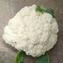 精品松花大量有货，欢迎老板联系