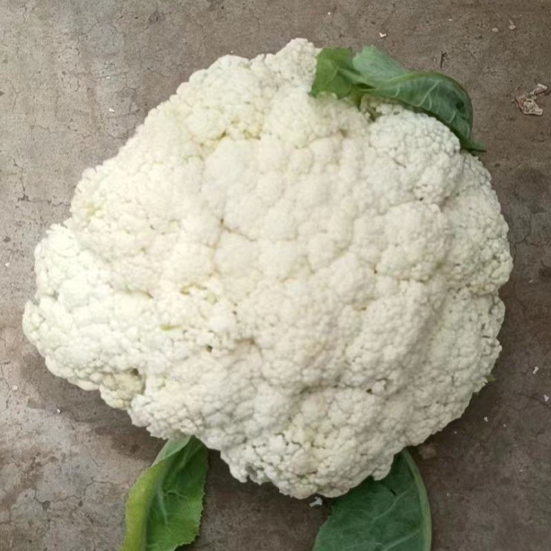 精品松花大量有货，欢迎老板联系