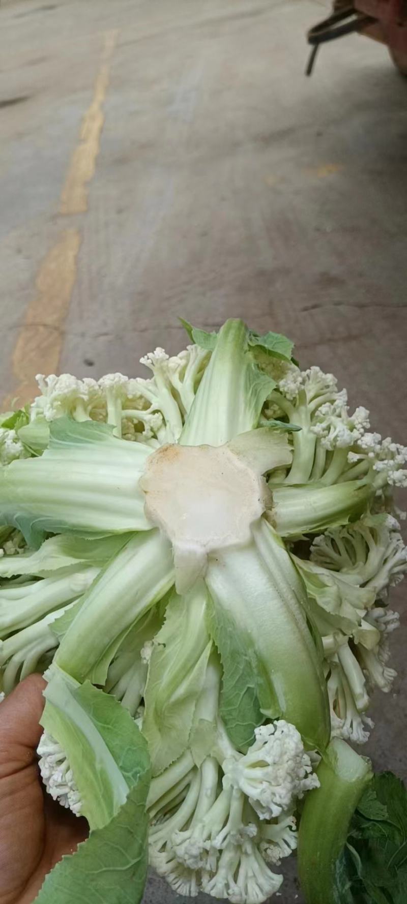 精品松花大量有货，欢迎老板联系