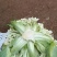 精品松花大量有货，欢迎老板联系
