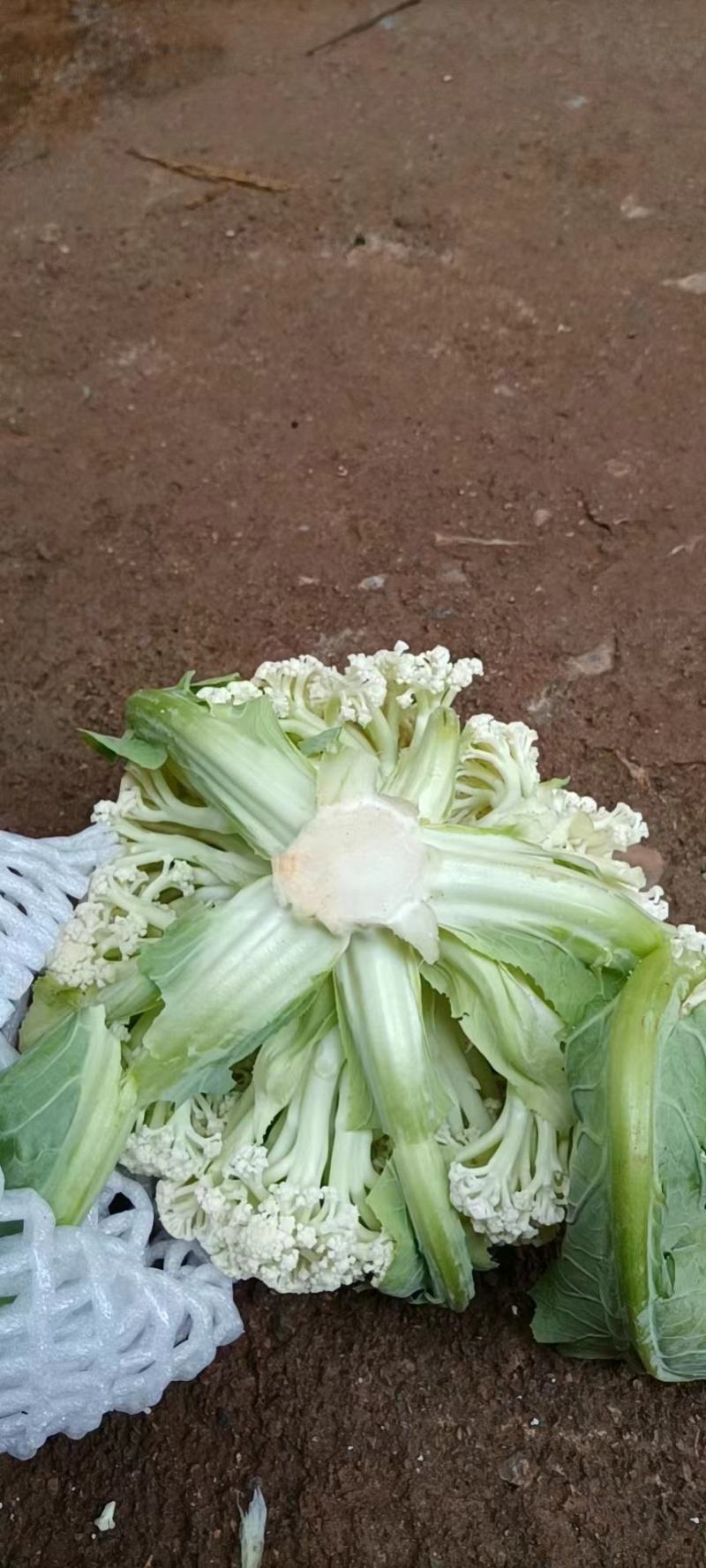 精品松花大量有货，欢迎老板联系