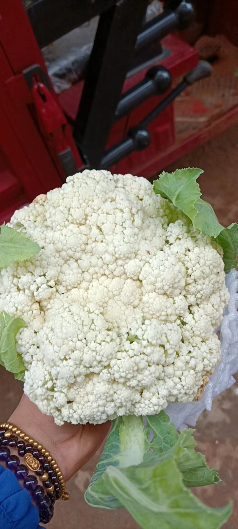 精品松花大量有货，欢迎老板联系