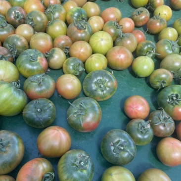 草莓西红柿正宗盐碱地种植口感好种植基地直供上海可以自提