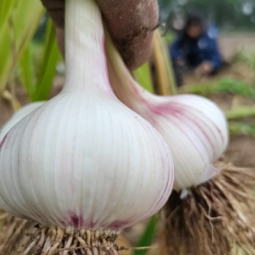 安徽谯城产地直发一首货源白皮蒜地头装车货剥皮现挖新鲜