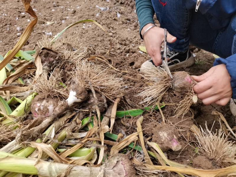 安徽谯城产地直发一首货源白皮蒜地头装车货剥皮现挖新鲜