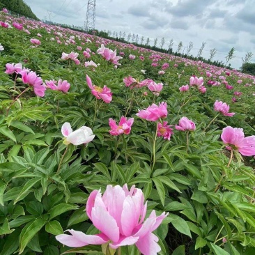 芍药，景观，小区绿化绿篱地被