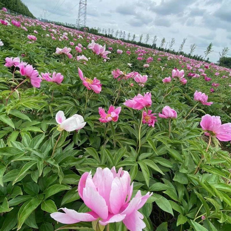 芍药，景观，小区绿化绿篱地被