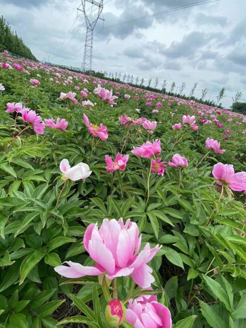 芍药，景观，小区绿化绿篱地被
