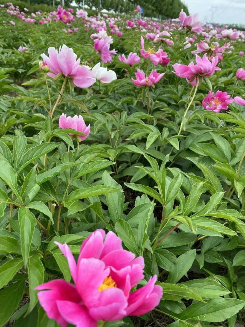 芍药，景观，小区绿化绿篱地被