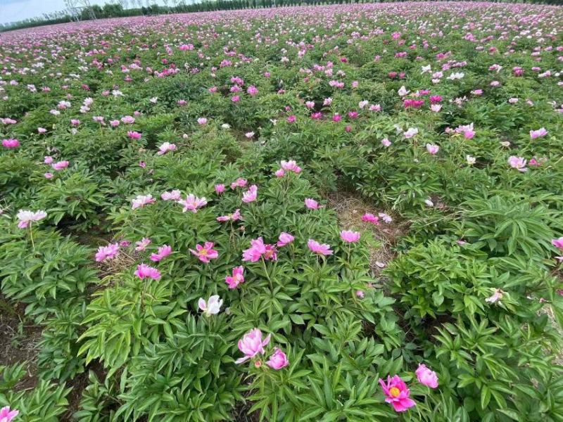 芍药，景观，小区绿化绿篱地被