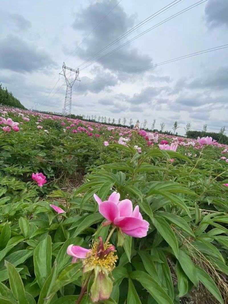芍药，景观，小区绿化绿篱地被