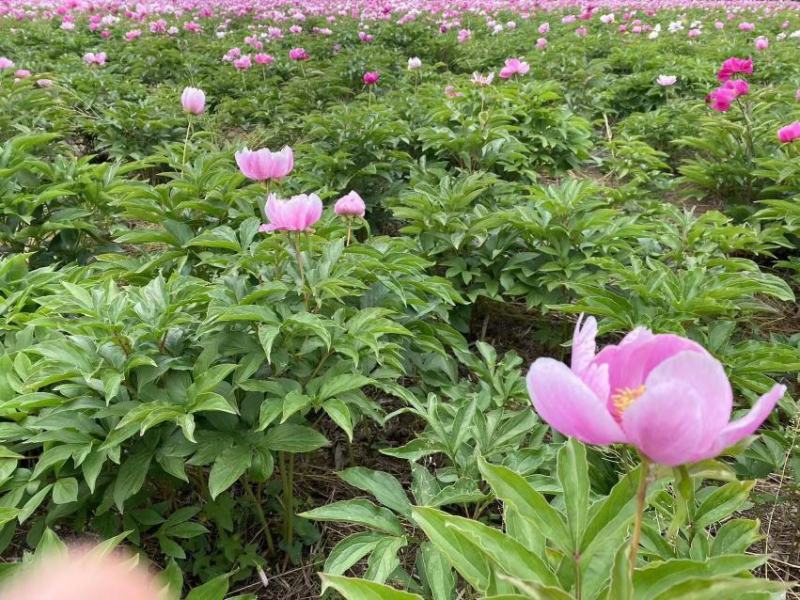 芍药，景观，小区绿化绿篱地被
