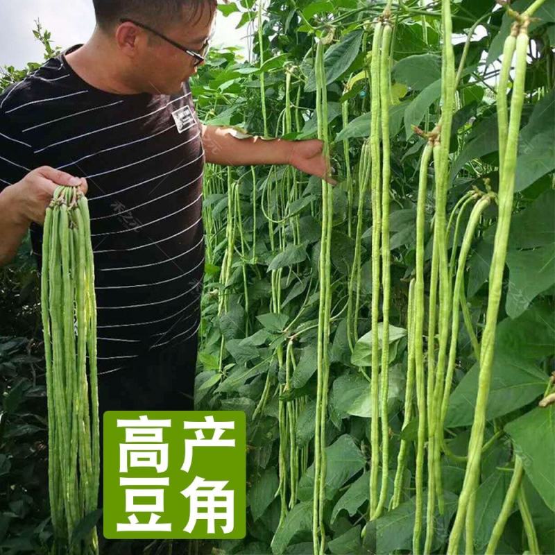 长豆角种子，粗细均匀，不鼓粒，肉质厚85厘米以上
