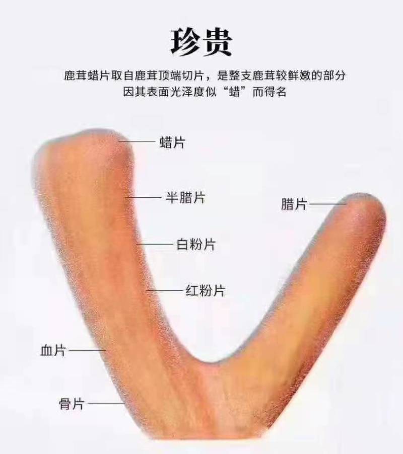 东北鹿乡梅花鹿鲜鹿茸鹿茸片产地现货直发视频选货