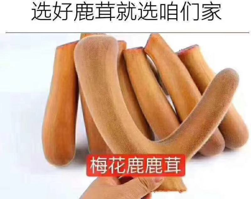 东北鹿乡梅花鹿鲜鹿茸鹿茸片产地现货直发视频选货