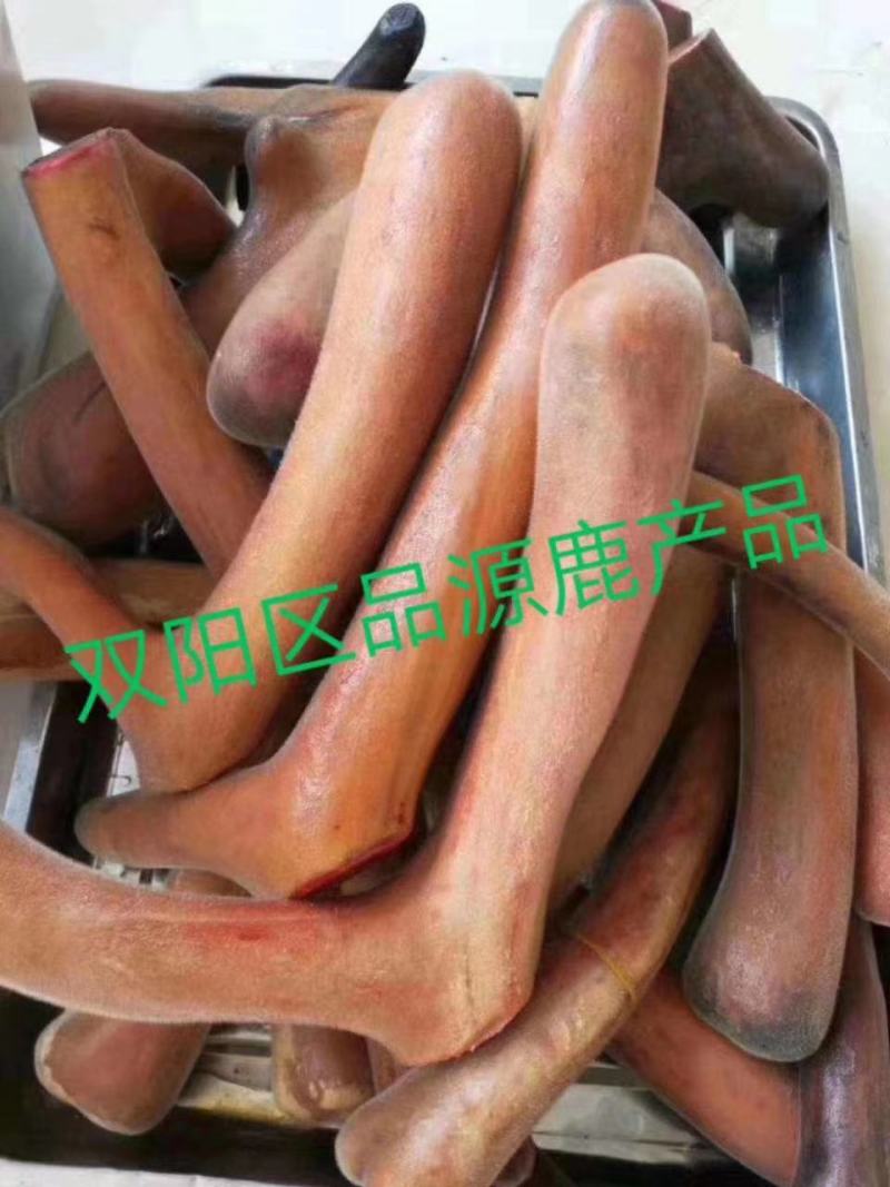 东北鹿乡梅花鹿鲜鹿茸鹿茸片产地现货直发视频选货