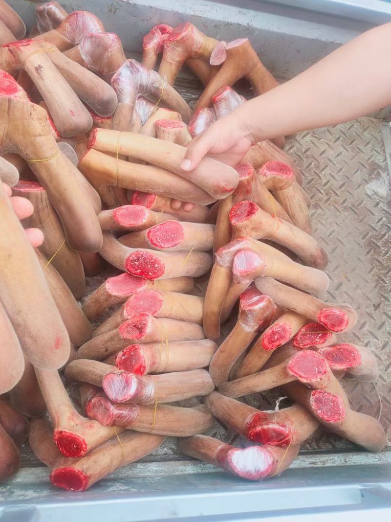 东北鹿乡梅花鹿鲜鹿茸鹿茸片产地现货直发视频选货