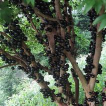 嘉宝果树葡萄十二年老树