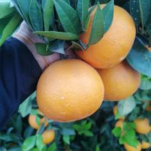 酸甜可口果子均匀漂亮十足的夏橙也熟了有需要的可