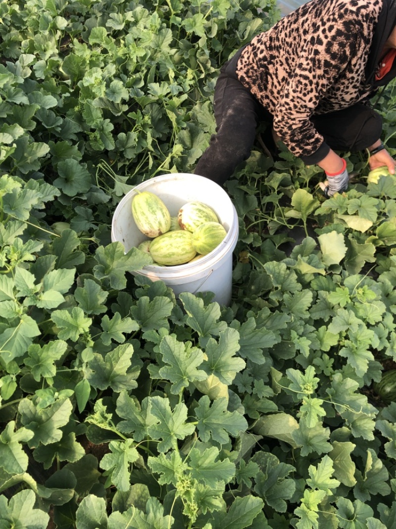 陕西渭南花蕾甜瓜新姑娘甜瓜现在各类甜瓜已经开始大量上市