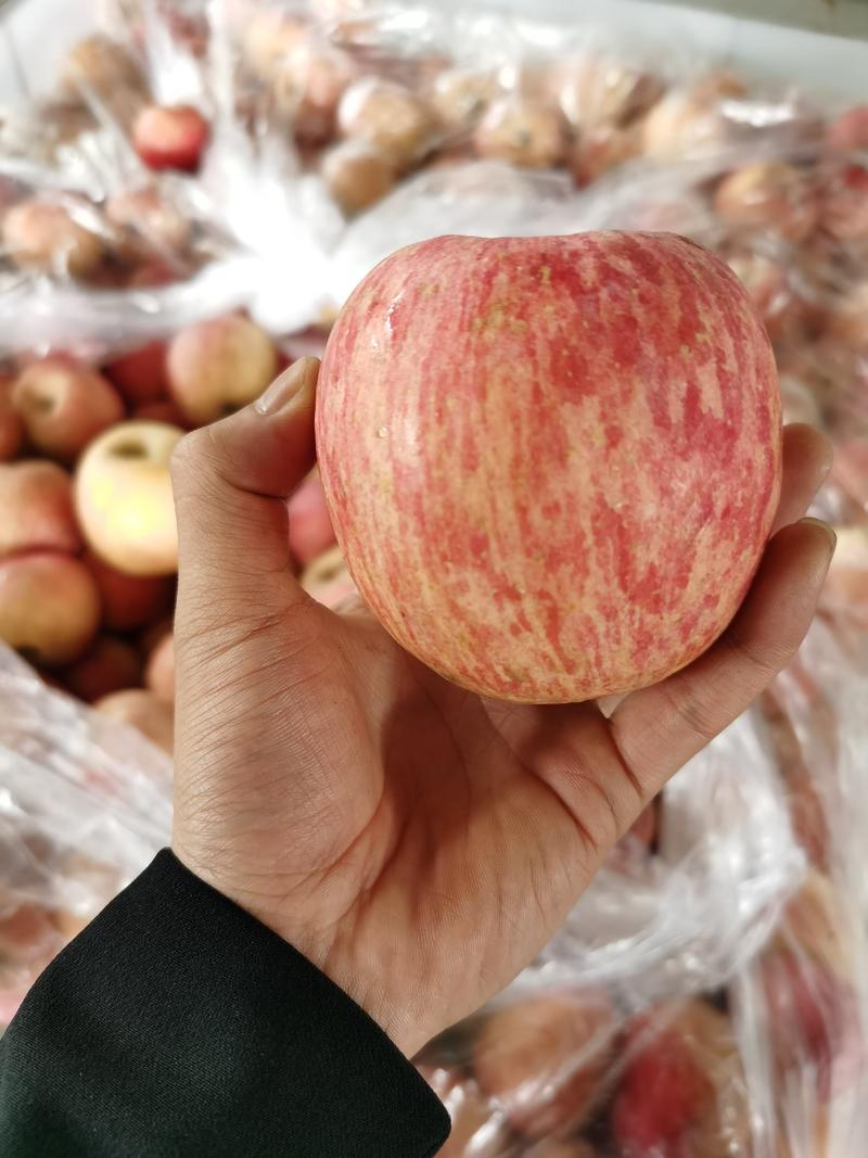 红富士苹果75mm以上纸袋货源充足保质保量