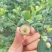 蓝莓，珠宝，来克些，蓝雨，茶花，春高，优越卡…………