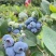 蓝莓，珠宝，来克些，蓝雨，茶花，春高，优越卡…………