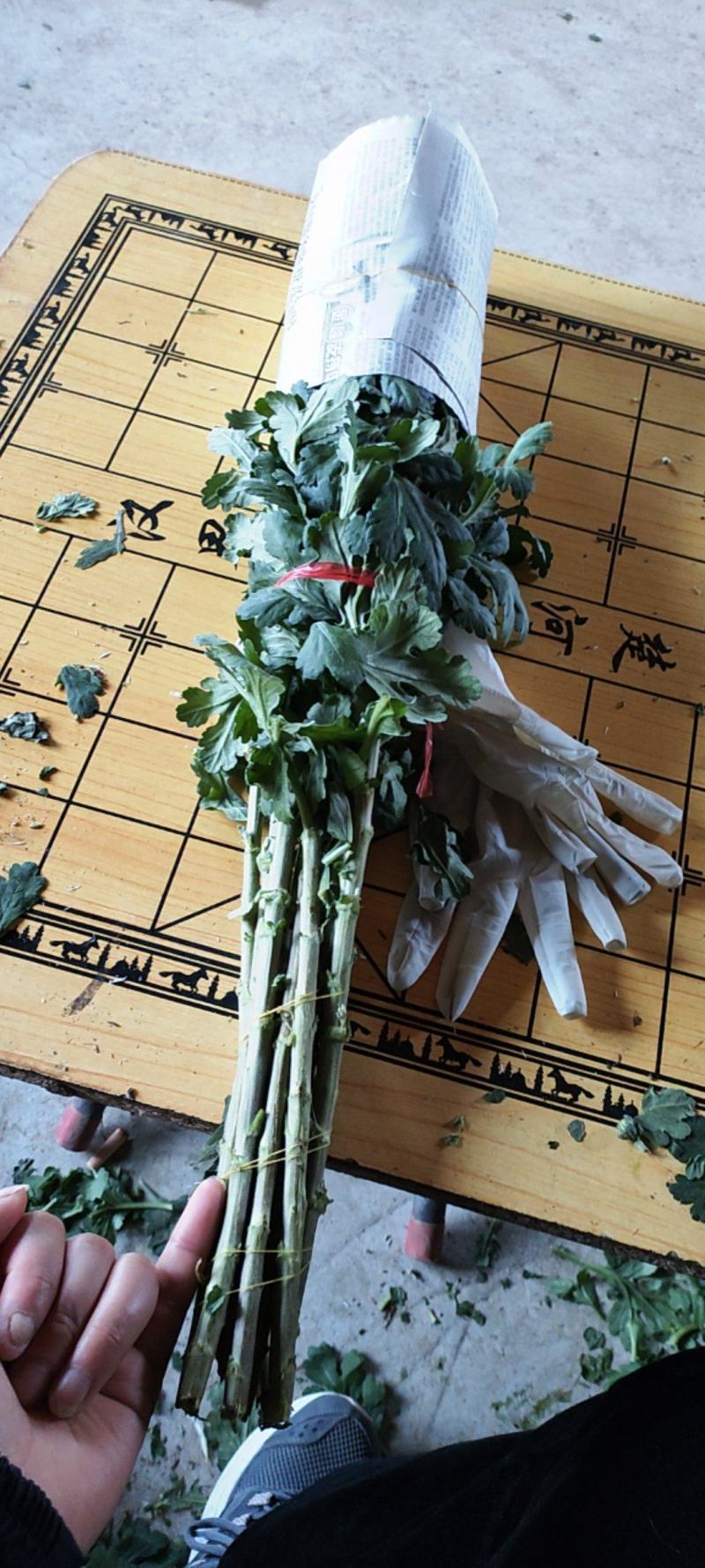 白菊，产地直发！量大优惠