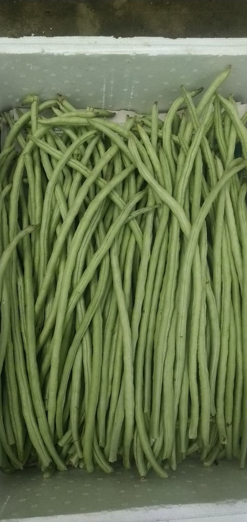 辣椒。茄瓜。甜豆角，苦瓜，白水丝瓜，青水丝瓜。焊王瓜。