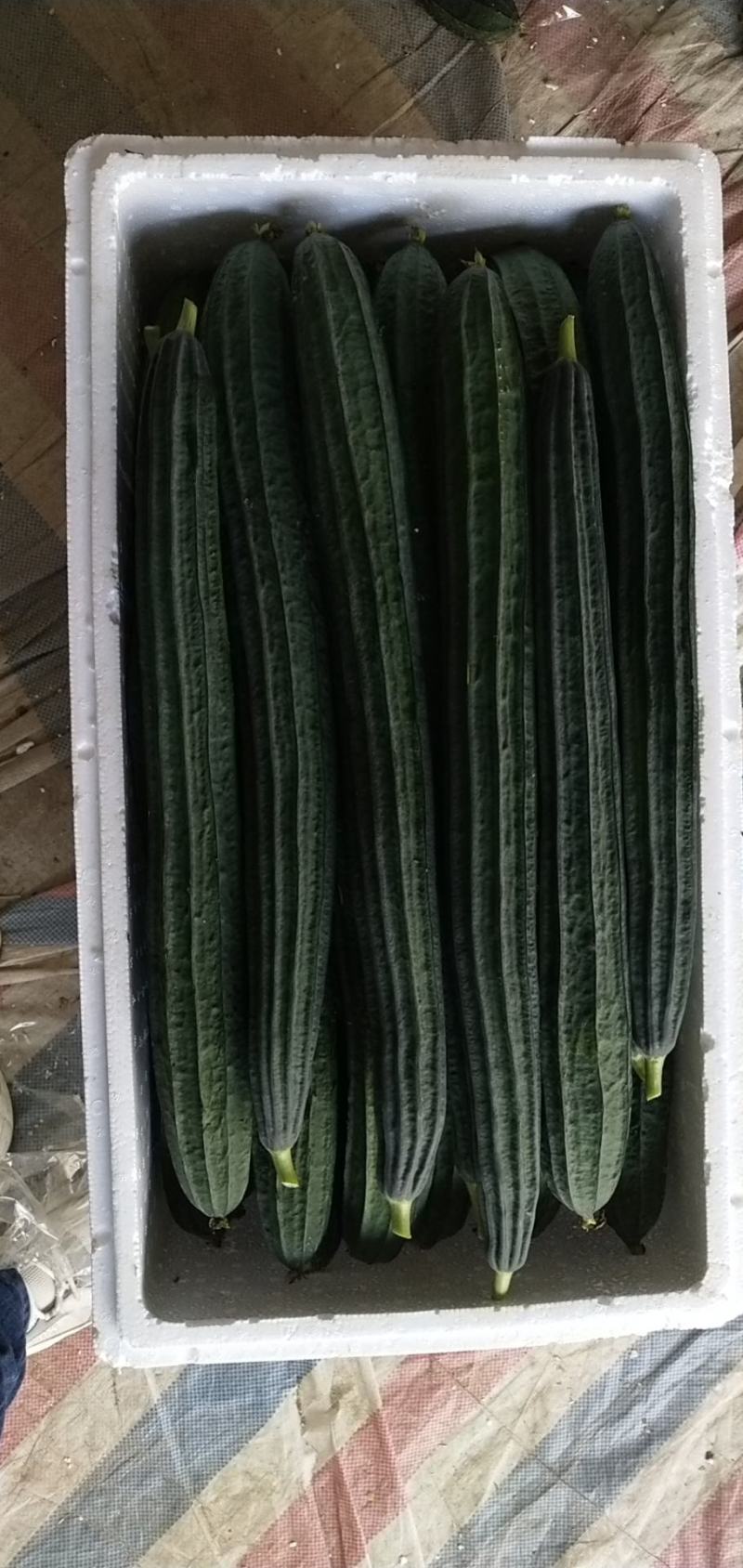 辣椒。茄瓜。甜豆角，苦瓜，白水丝瓜，青水丝瓜。焊王瓜。