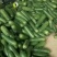 辣椒。茄瓜。甜豆角，苦瓜，白水丝瓜，青水丝瓜。焊王瓜。