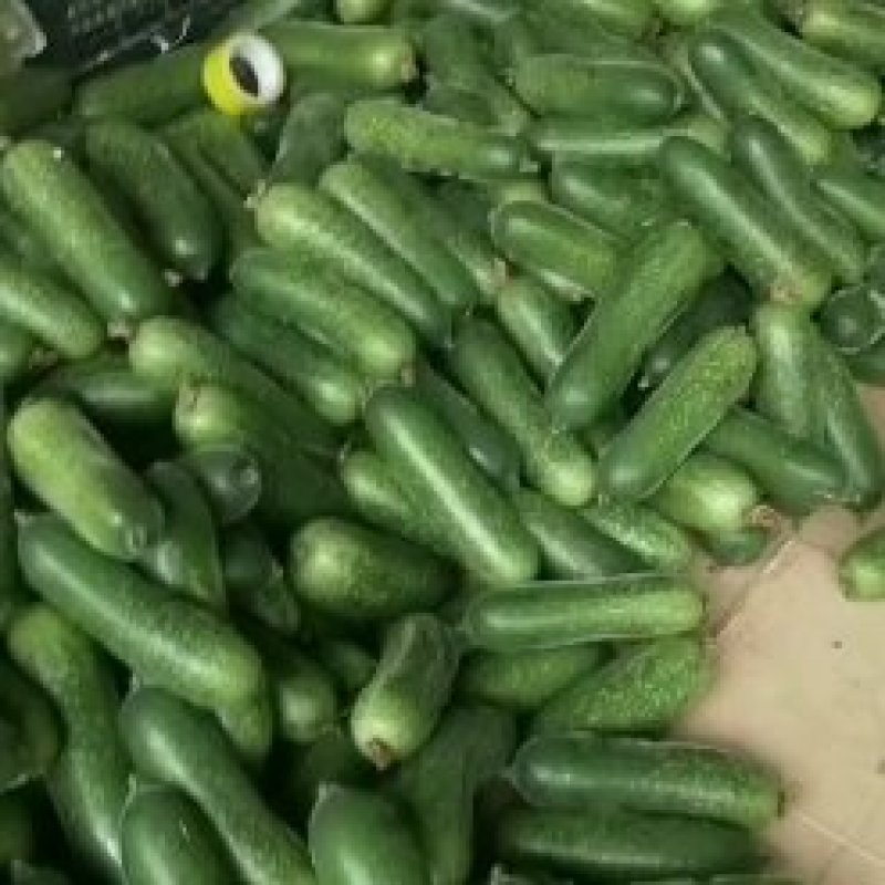 辣椒。茄瓜。甜豆角，苦瓜，白水丝瓜，青水丝瓜。焊王瓜。