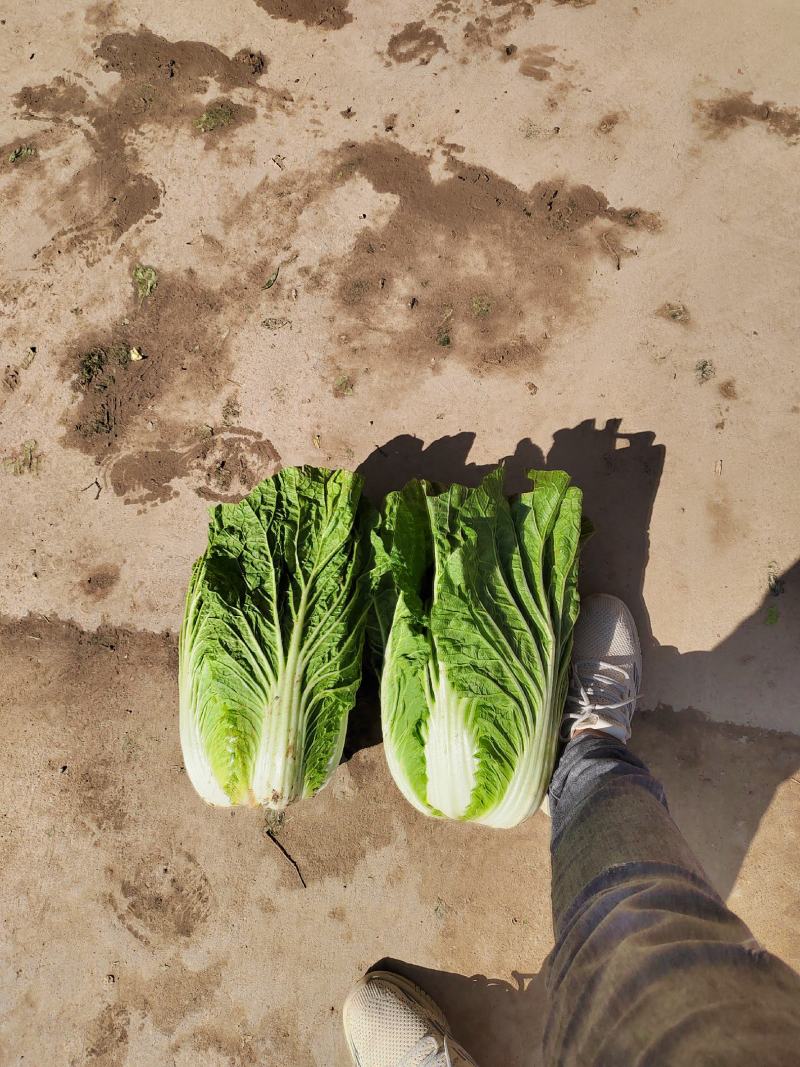 精选白菜，黄心大白菜，产地一手货源，代发全国，诚信经营