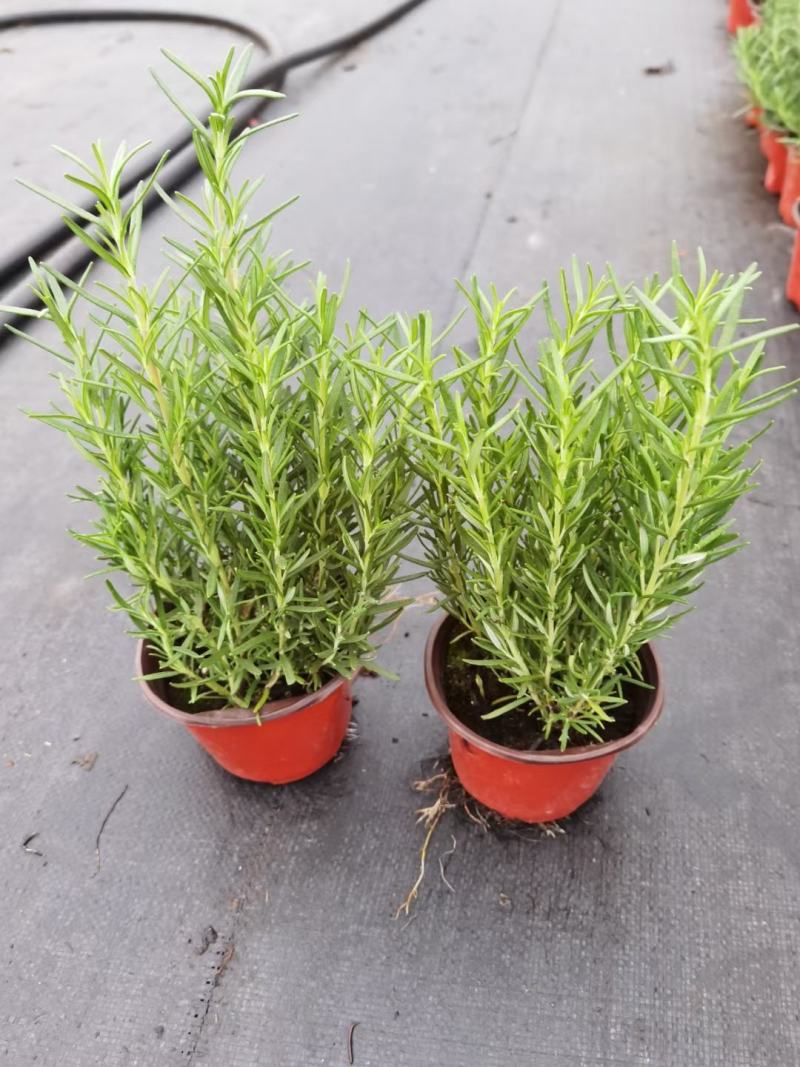 迷迭香基地直销，香草植物药食两用，可驱蚊