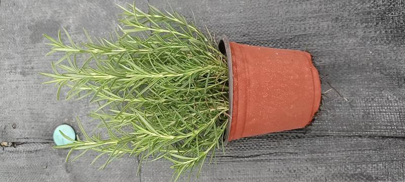 迷迭香基地直销，香草植物药食两用，可驱蚊