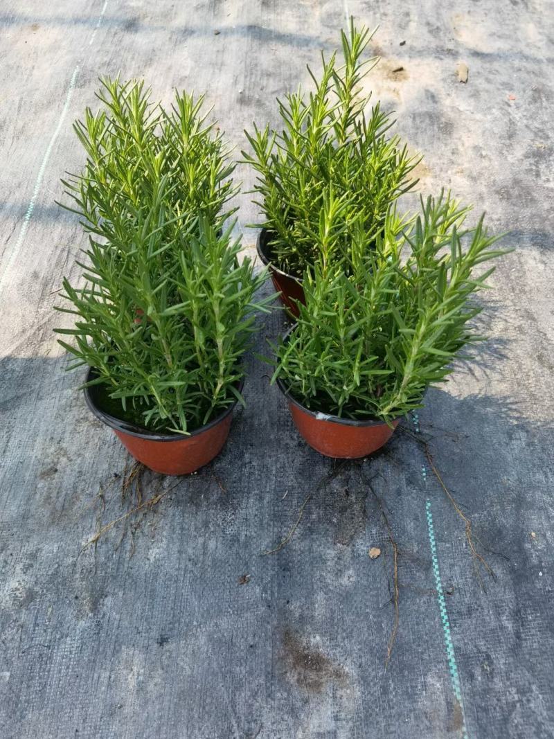 迷迭香基地直销，香草植物药食两用，可驱蚊