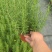 迷迭香基地直销，香草植物药食两用，可驱蚊