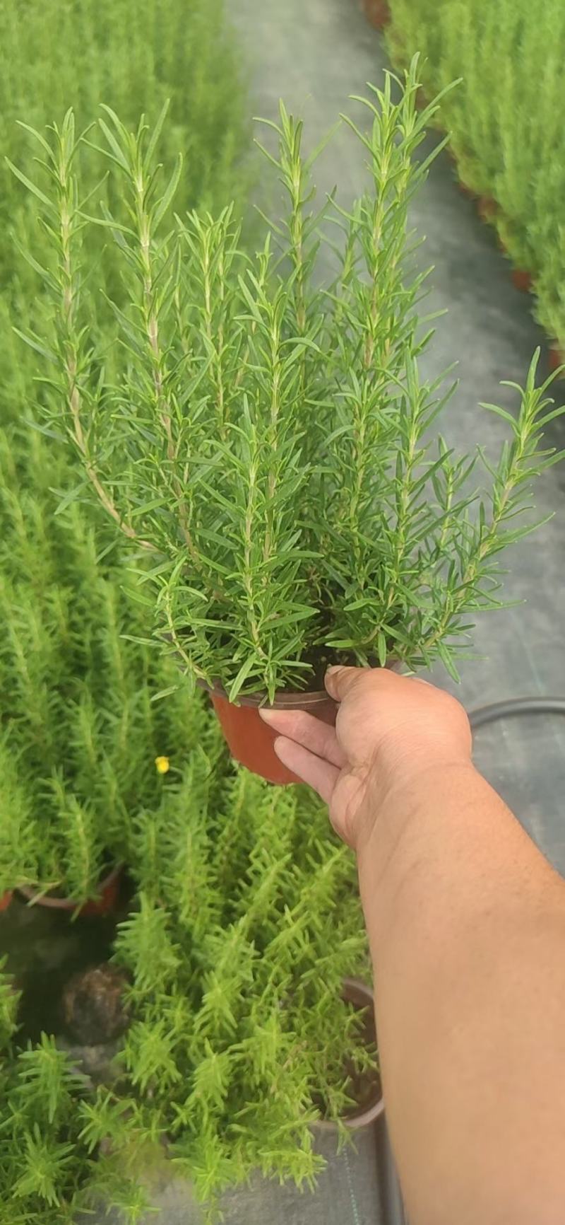 迷迭香基地直销，香草植物药食两用，可驱蚊