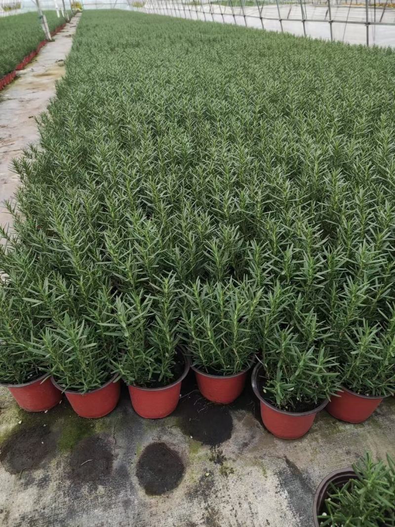迷迭香基地直销，香草植物药食两用，可驱蚊